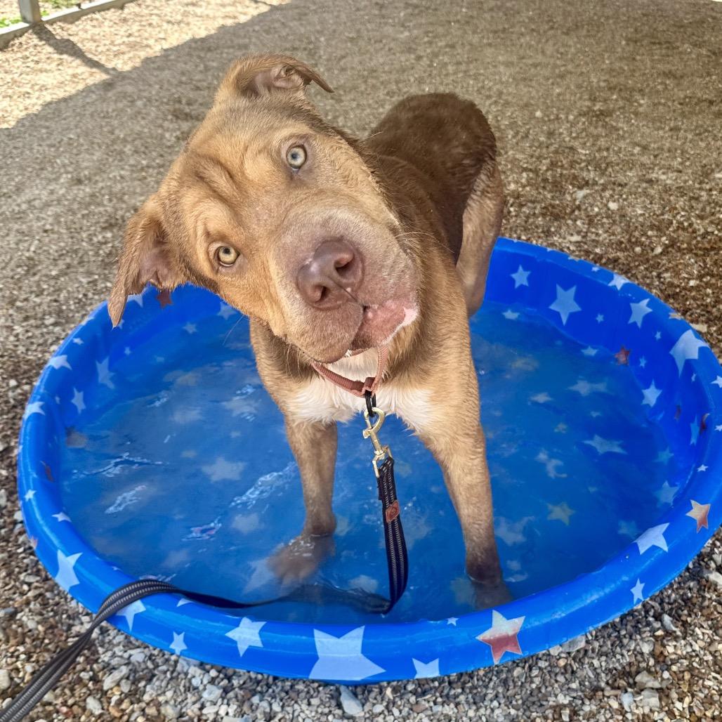 Enlarge Tantor K18, a Adoptable mixed breed in Union, MO image 5/5