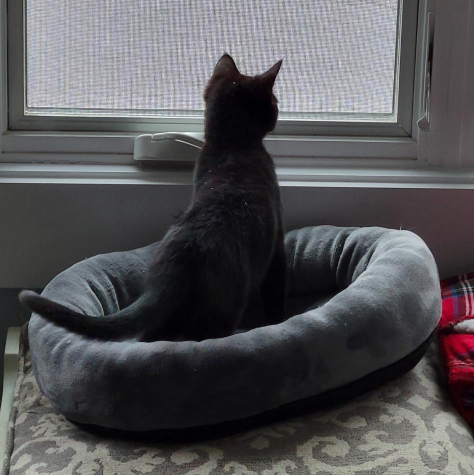 Enlarge TORY, a Adoptable Domestic Short Hair in Spotswood, NJ image 6/6