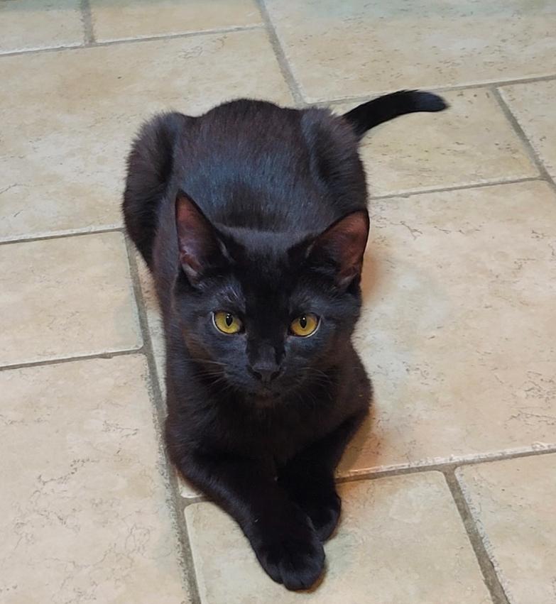 TORY, Young Female Domestic Short Hair