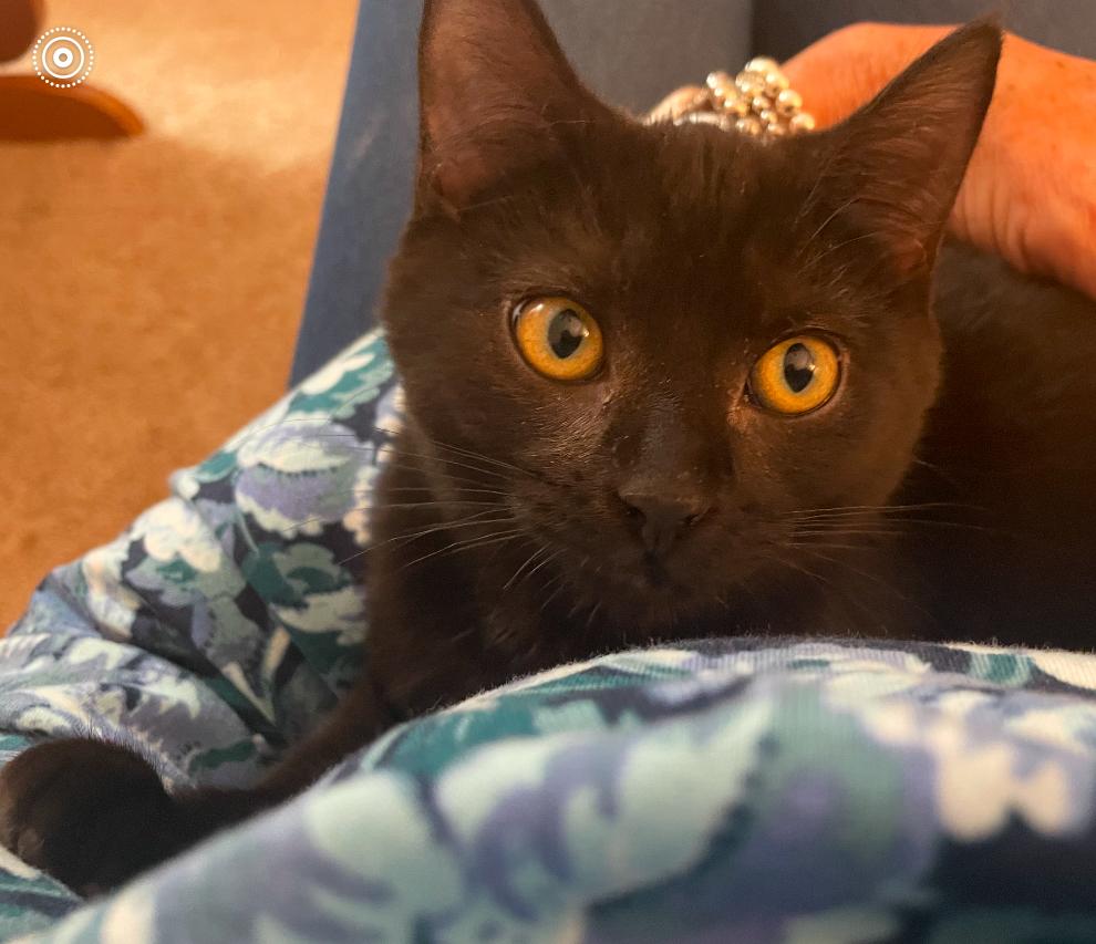 Enlarge TORY, a Adoptable Domestic Short Hair in Spotswood, NJ image 5/6