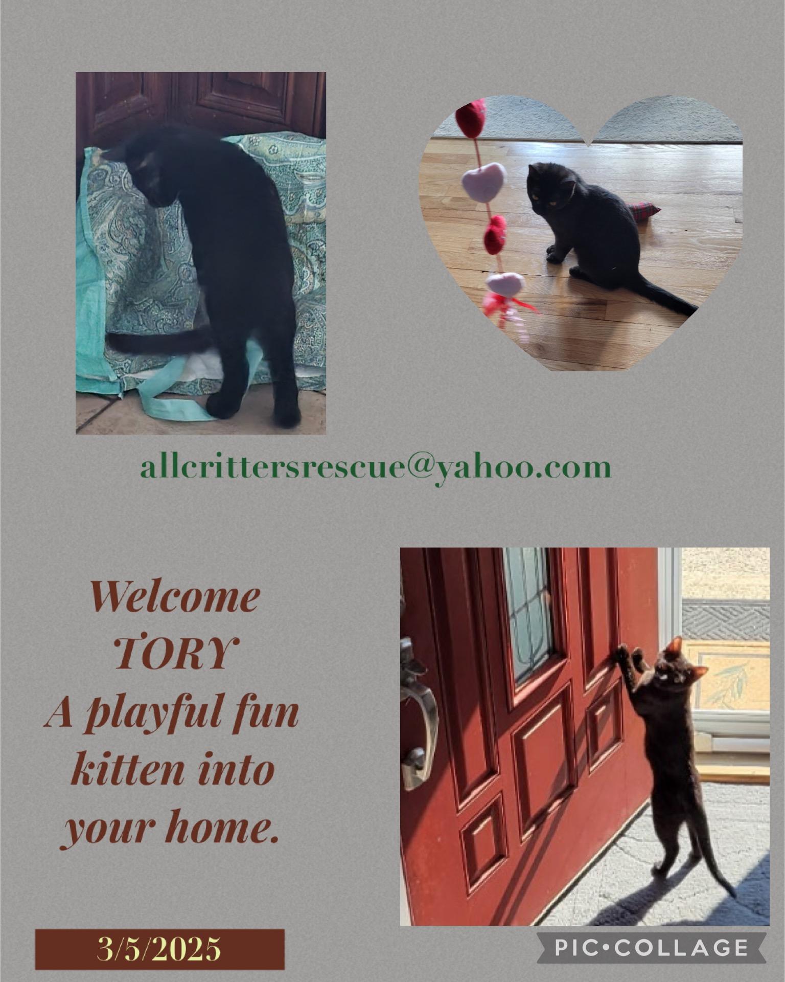 Enlarge TORY, a Adoptable Domestic Short Hair in Spotswood, NJ image 2/6