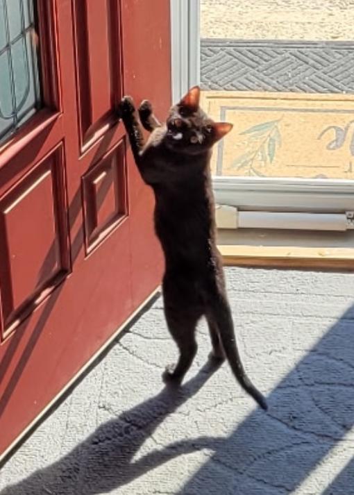 Enlarge TORY, a Adoptable Domestic Short Hair in Spotswood, NJ image 4/6