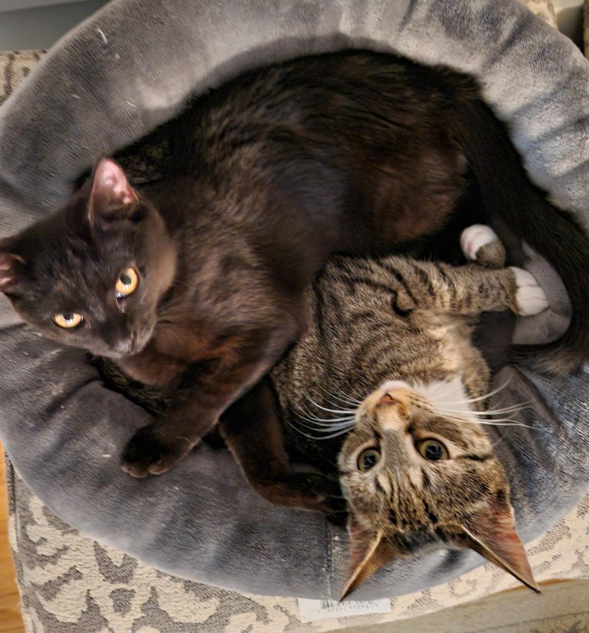 Enlarge TORY, a Adoptable Domestic Short Hair in Spotswood, NJ image 3/6