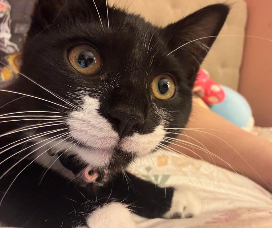 Dumpling