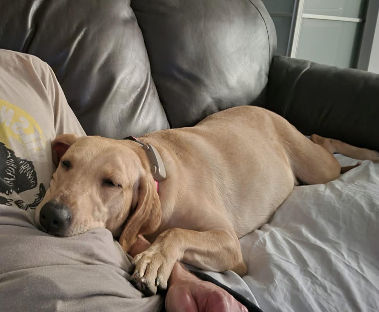 Enlarge Sally, a Adoptable Labrador Retriever in Oakville, ON image 3/6