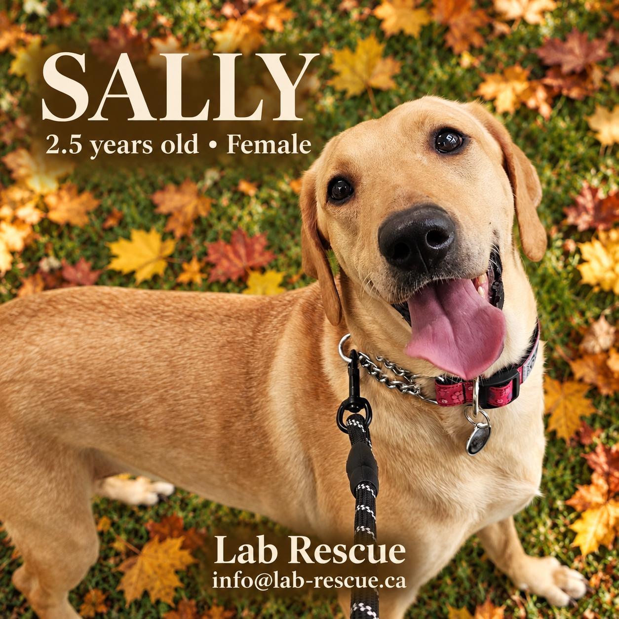 Sally, Adoptable, Young Female Labrador Retriever.