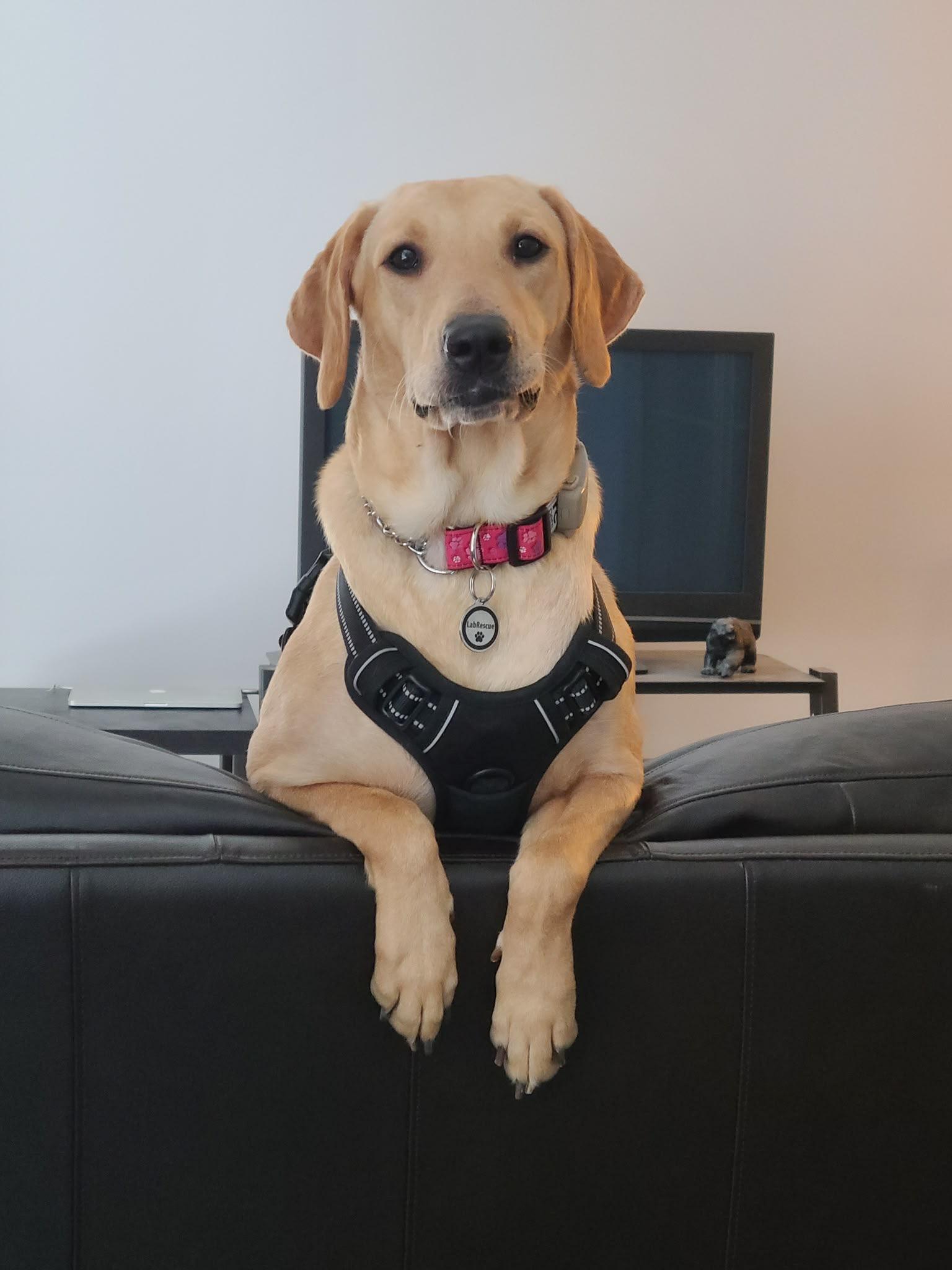 Enlarge Sally, a Adoptable Labrador Retriever in Oakville, ON image 4/6