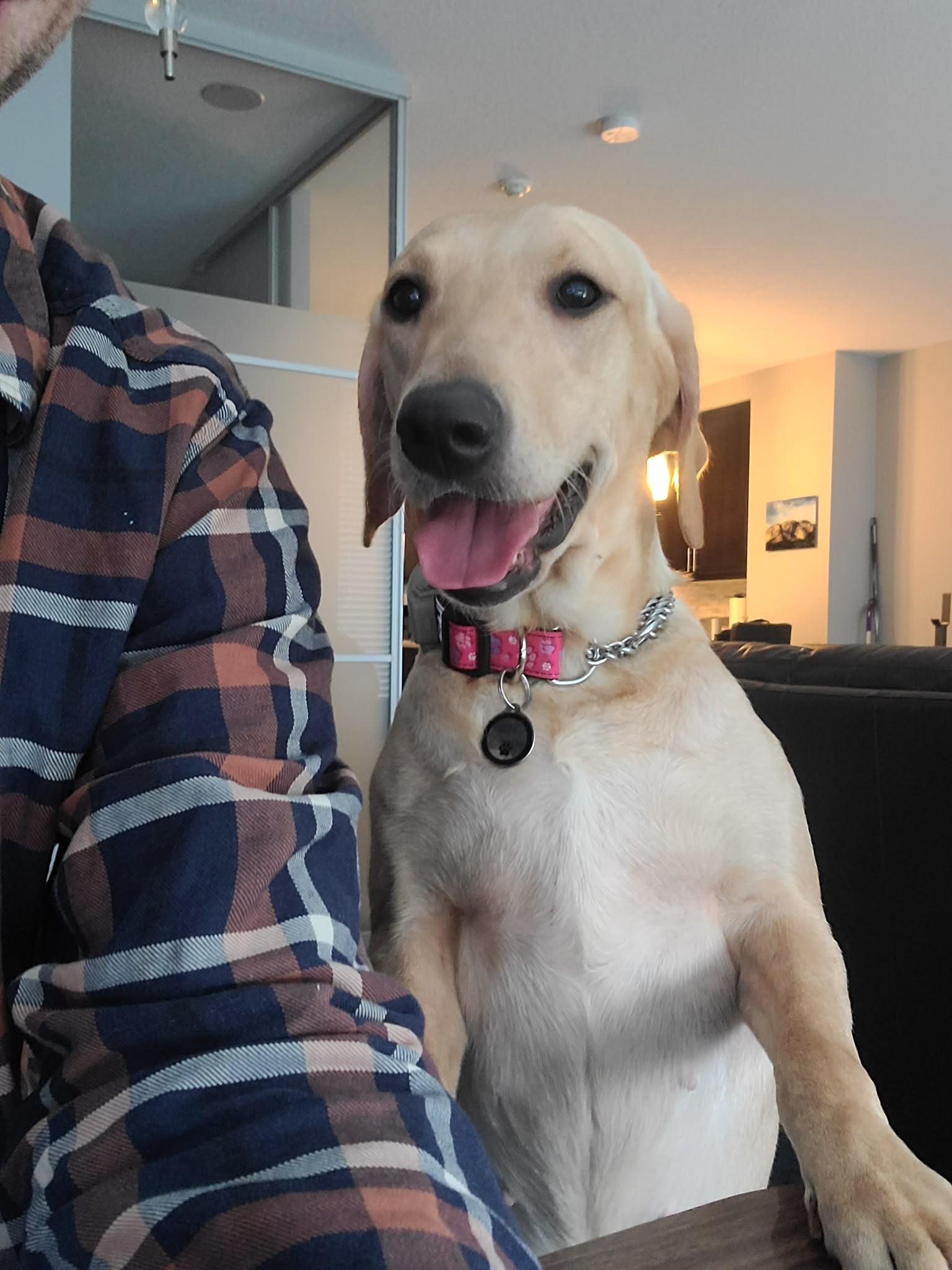Enlarge Sally, a Adoptable Labrador Retriever in Oakville, ON image 2/6