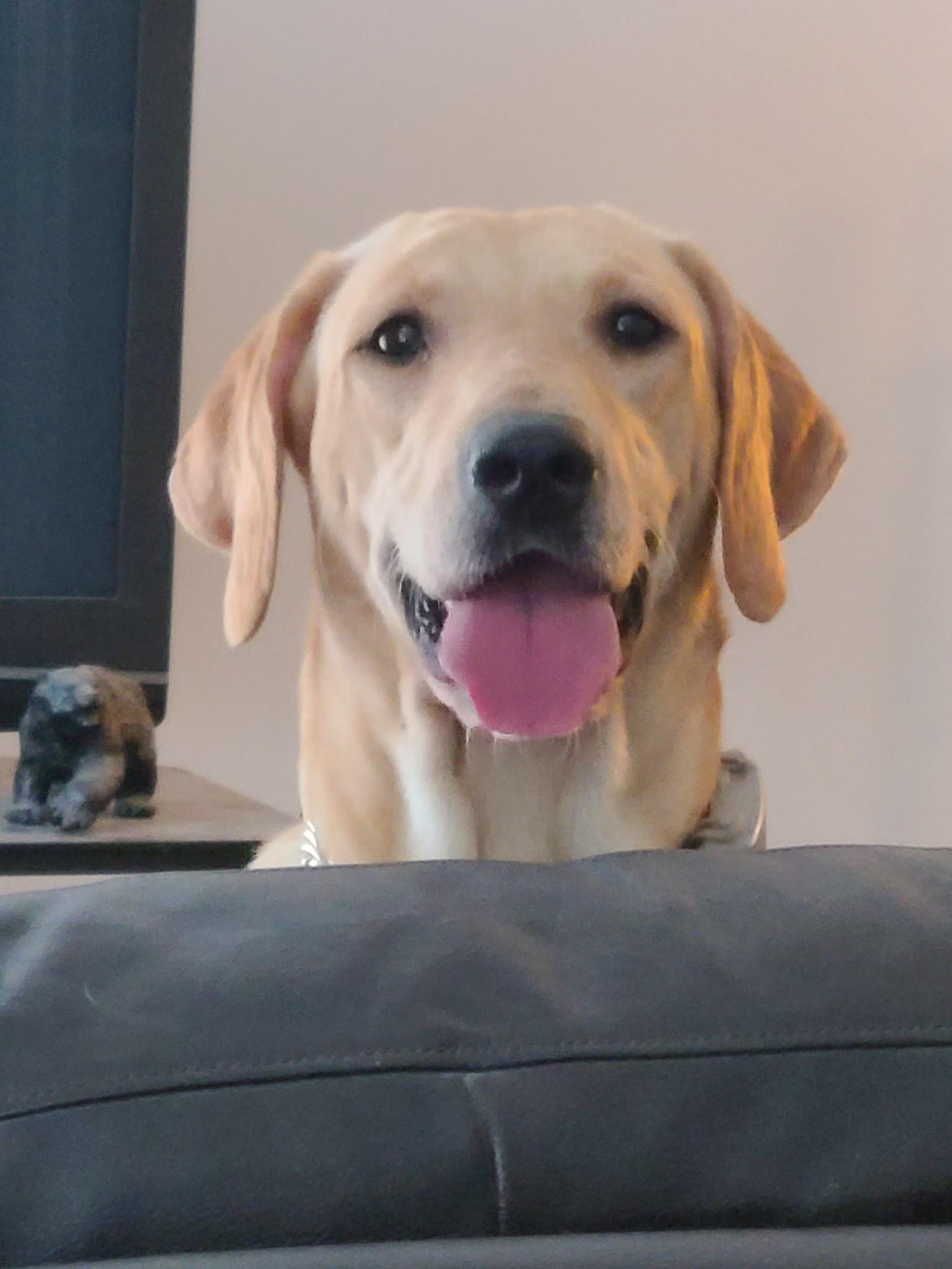 Enlarge Sally, a Adoptable Labrador Retriever in Oakville, ON image 5/6