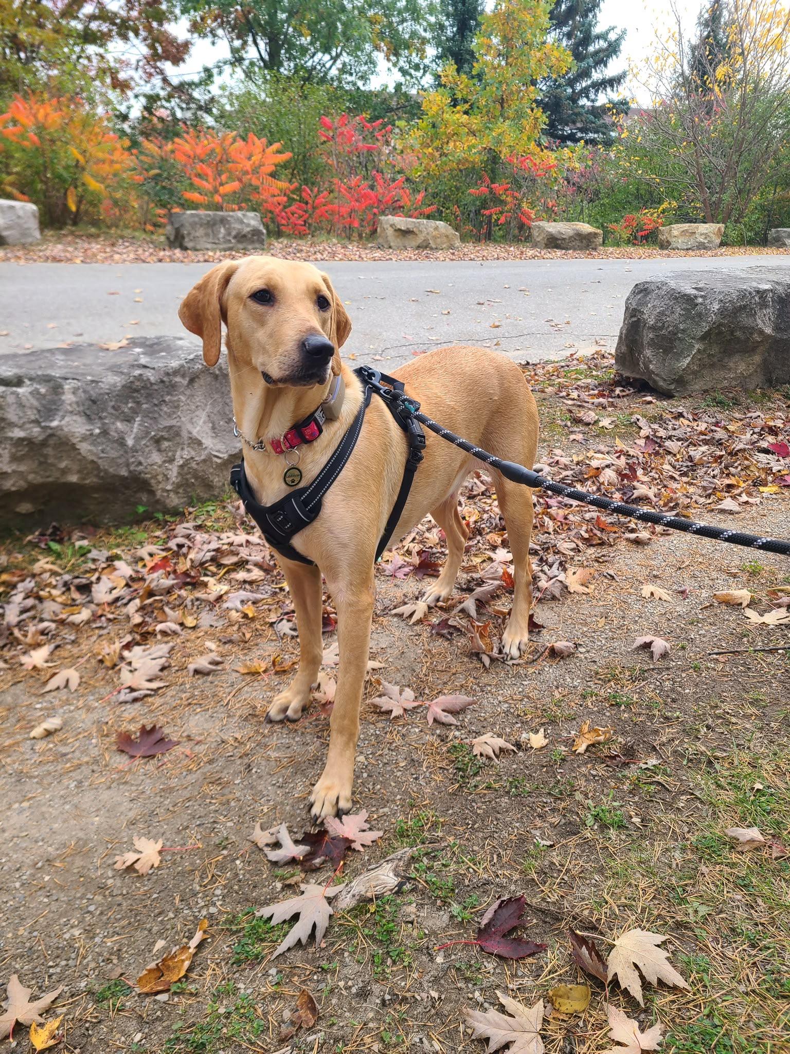 Enlarge Sally, a Adoptable Labrador Retriever in Oakville, ON image 6/6