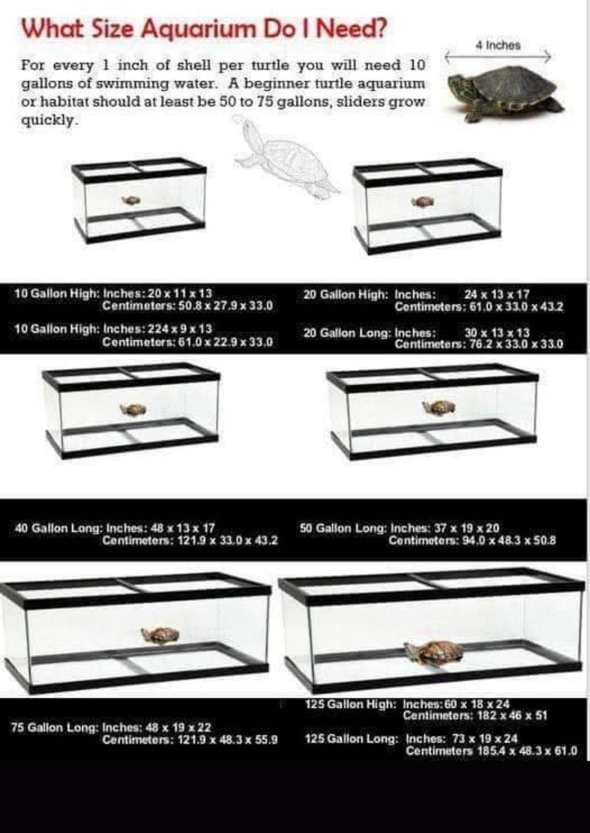 Enlarge Greta, a Adoptable Red-Eared Slider in Berlin, CT image 1/2