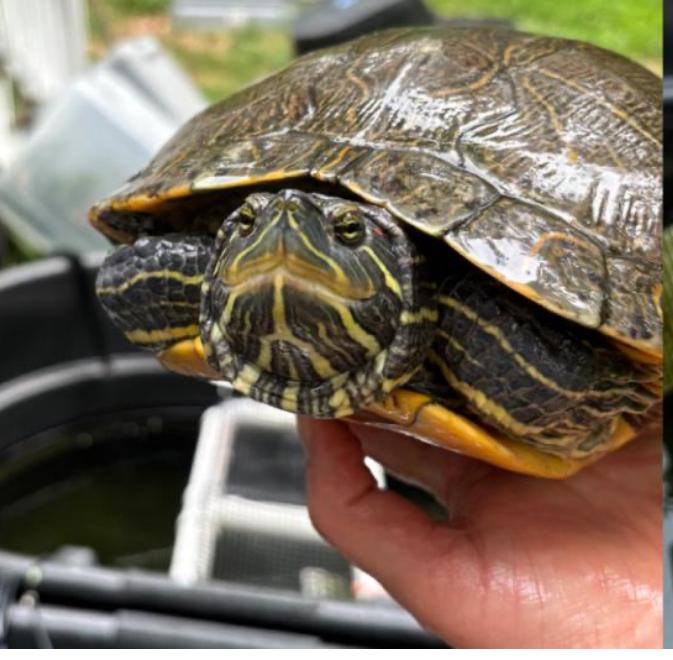 Enlarge Greta, a Adoptable Red-Eared Slider in Berlin, CT image 2/2