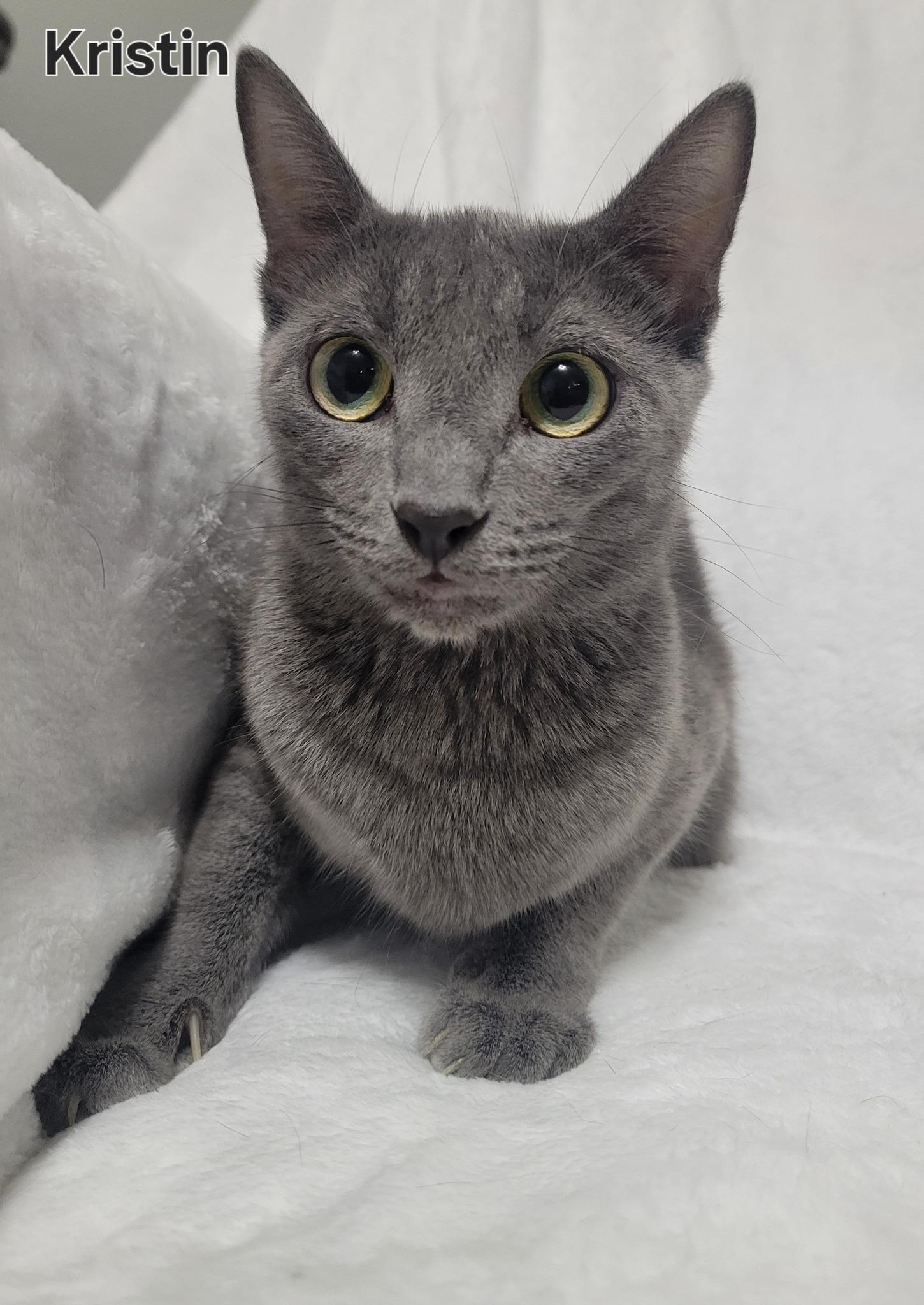 Enlarge Kristin, an adopted Russian Blue in LaPlace, LA image 1/3