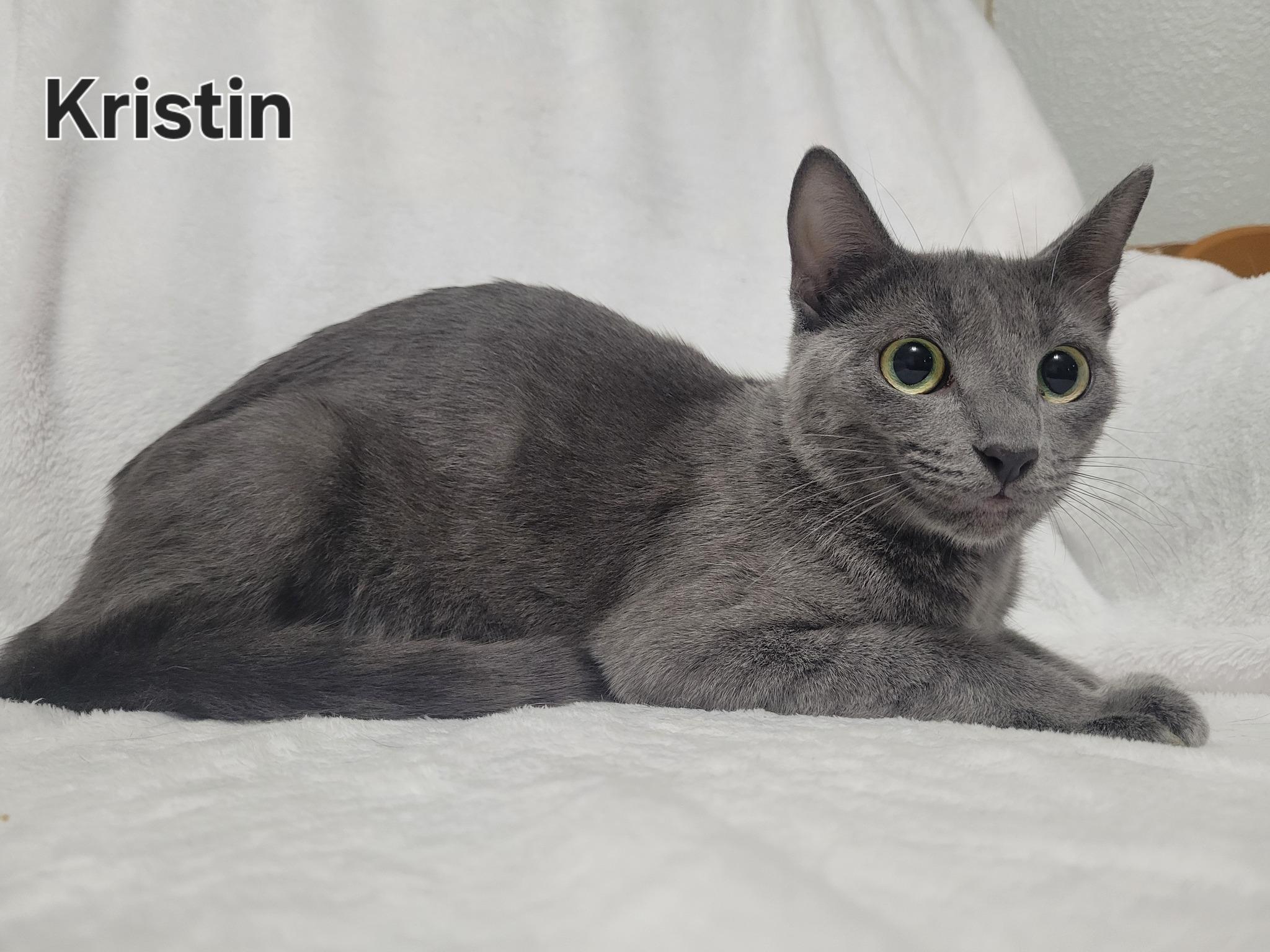 Enlarge Kristin, an adopted Russian Blue in LaPlace, LA image 2/3