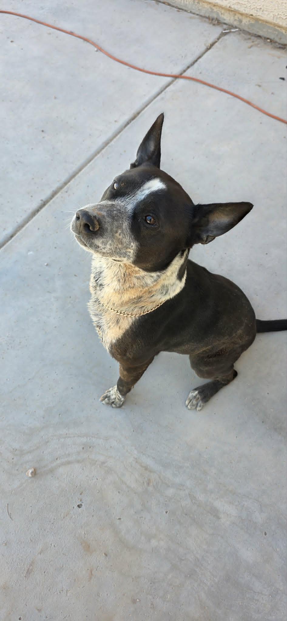 SNOOP, Adopted, Young Male Cattle Dog & Australian Cattle Dog / Blue Heeler.