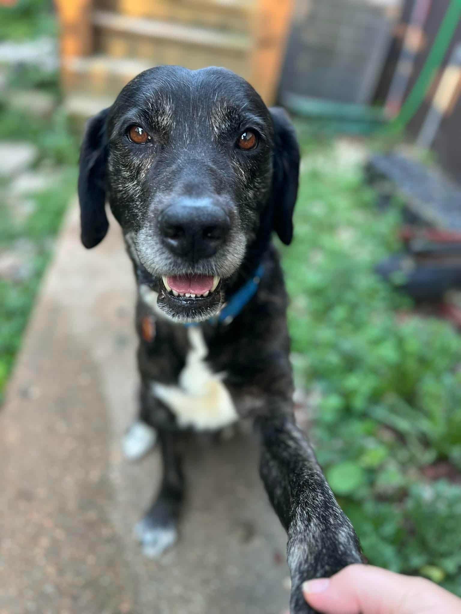 Dallas, a Adoptable mixed breed in Jefferson City, MO image 2/6