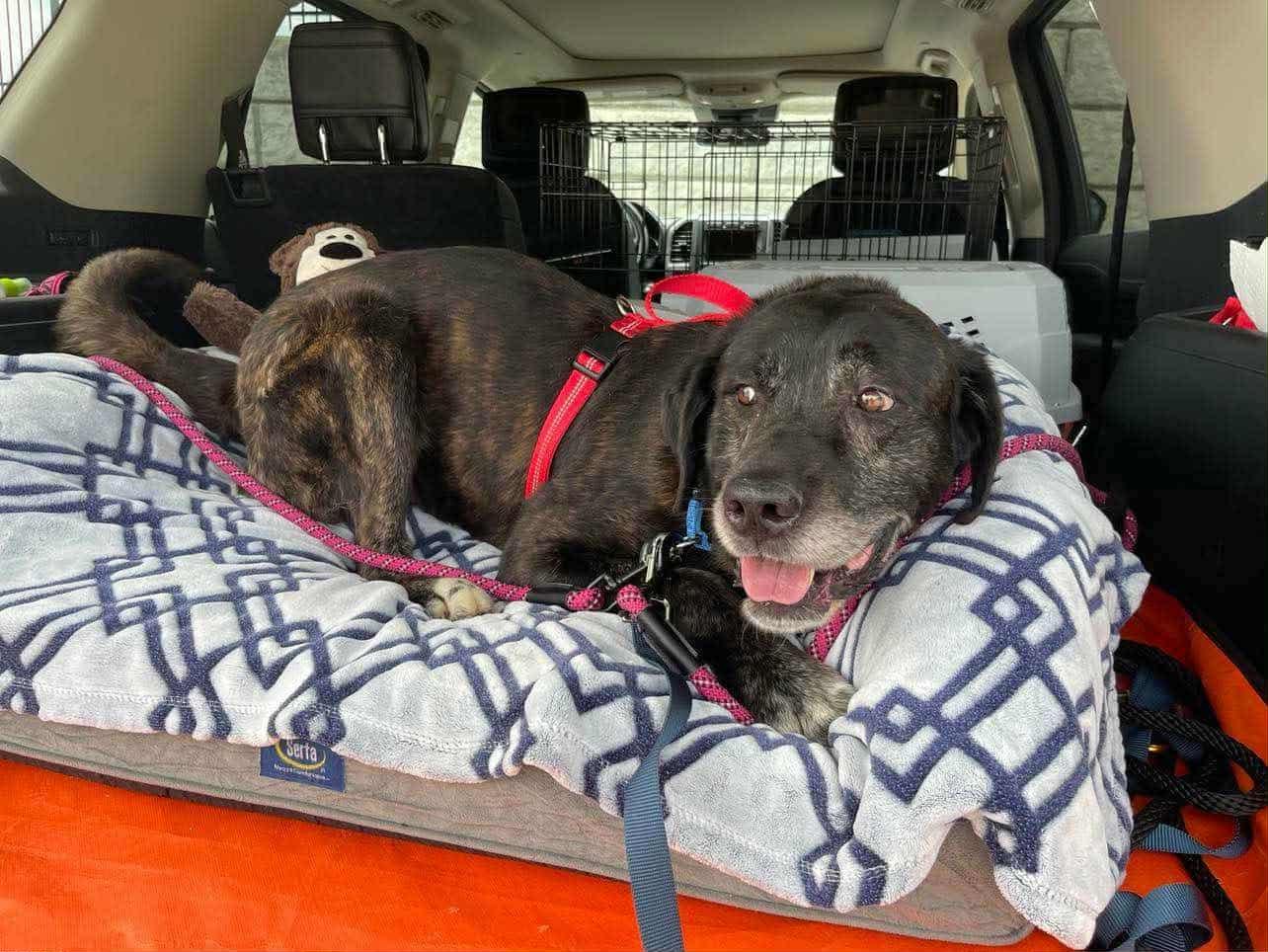 Dallas, a Adoptable mixed breed in Jefferson City, MO image 3/6