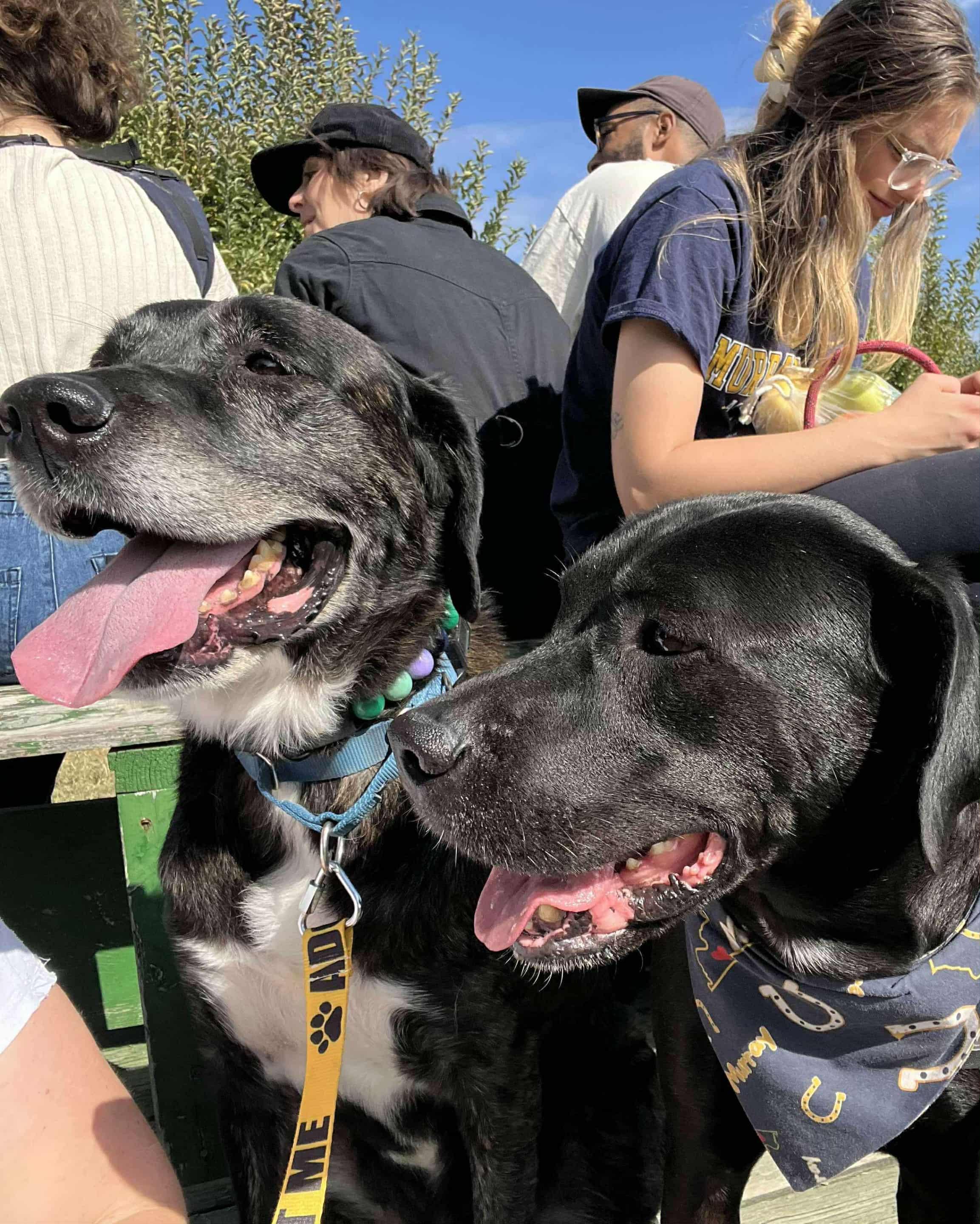 Dallas, a Adoptable mixed breed in Jefferson City, MO image 5/6