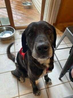 Dallas, a Adoptable mixed breed in Jefferson City, MO image 6/6