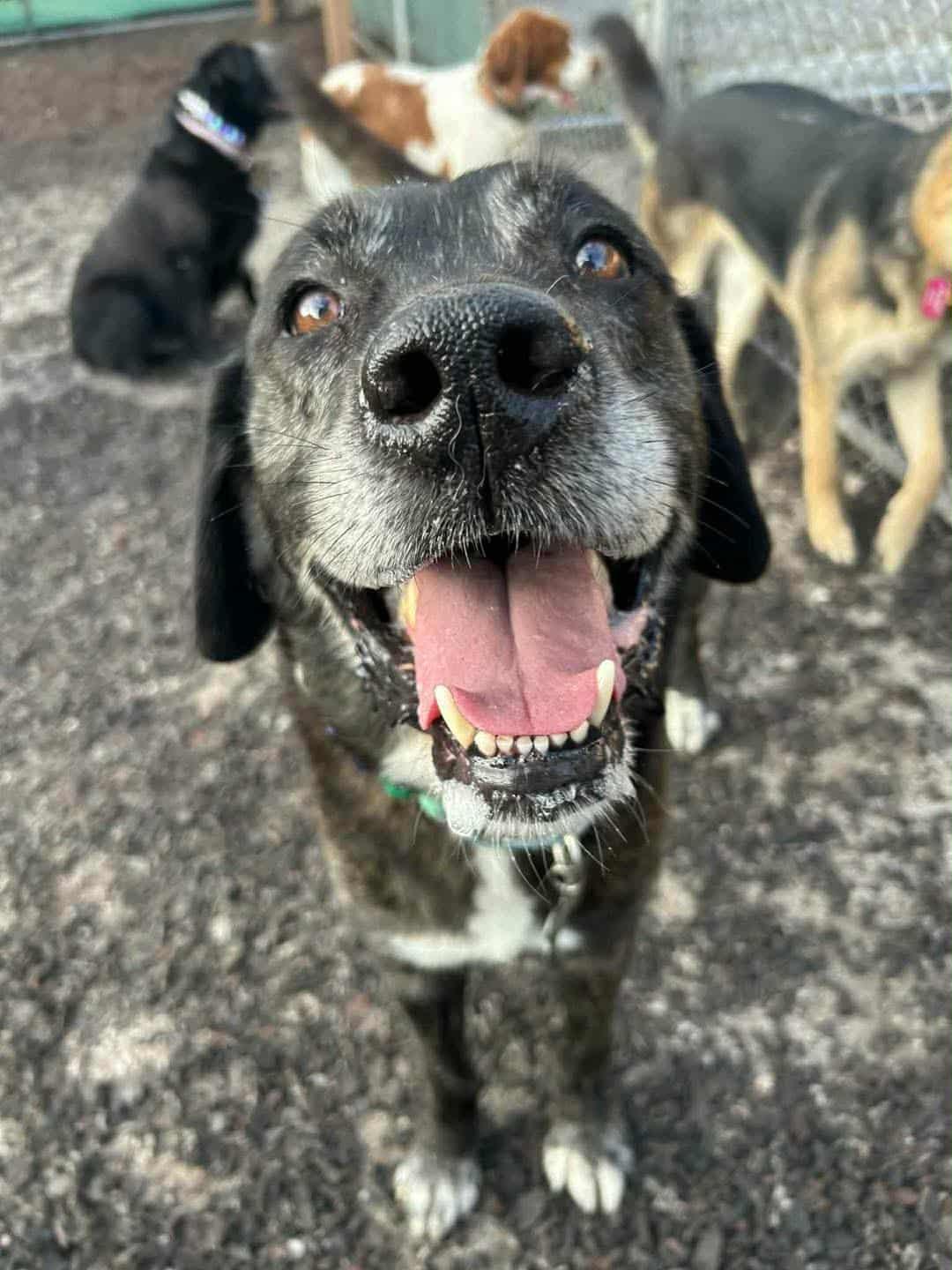 Dallas, Adoptable, Senior Male Labrador Retriever & German Shepherd Dog.