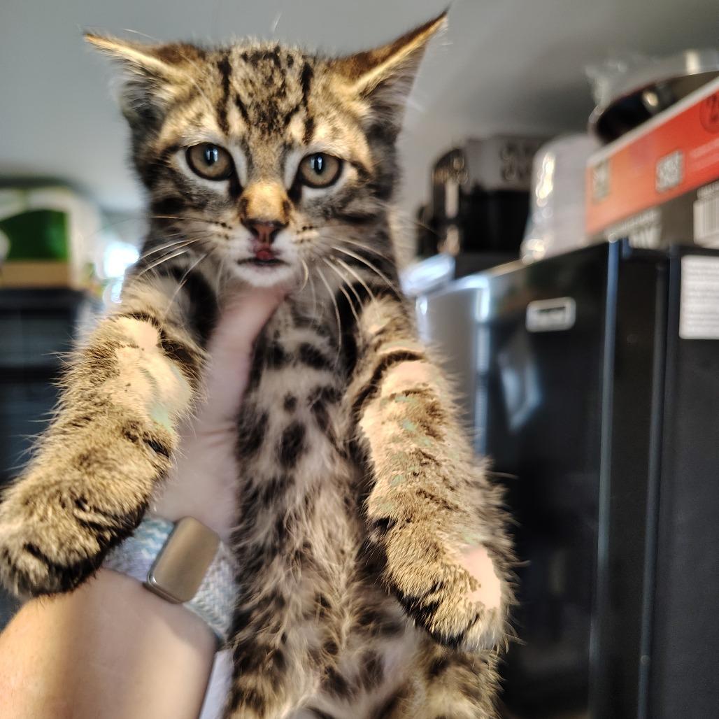 Enlarge Wiggles, a Adoptable Domestic Short Hair in Osawatomie, KS image 1/1
