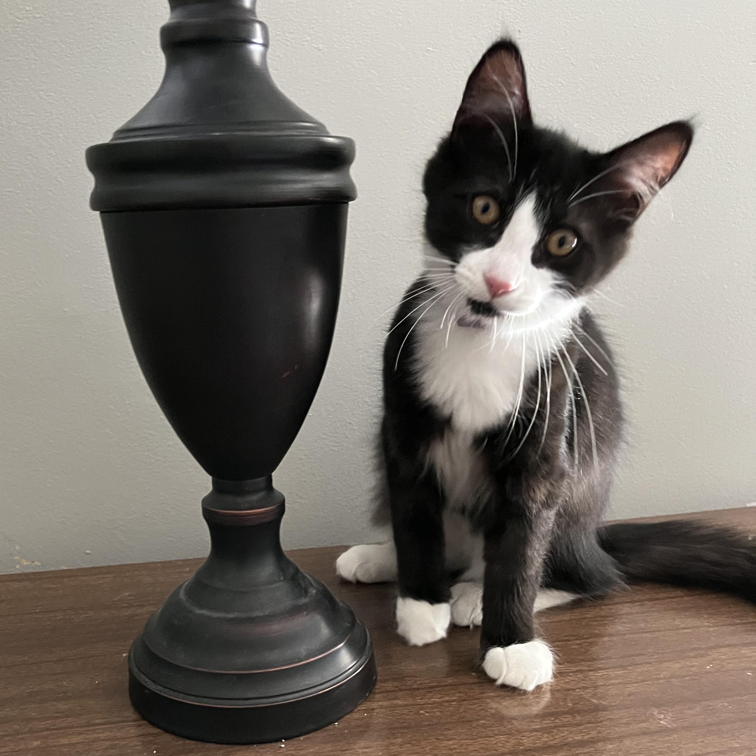 Sprinkles, Adoptable, Kitten Female American Shorthair.