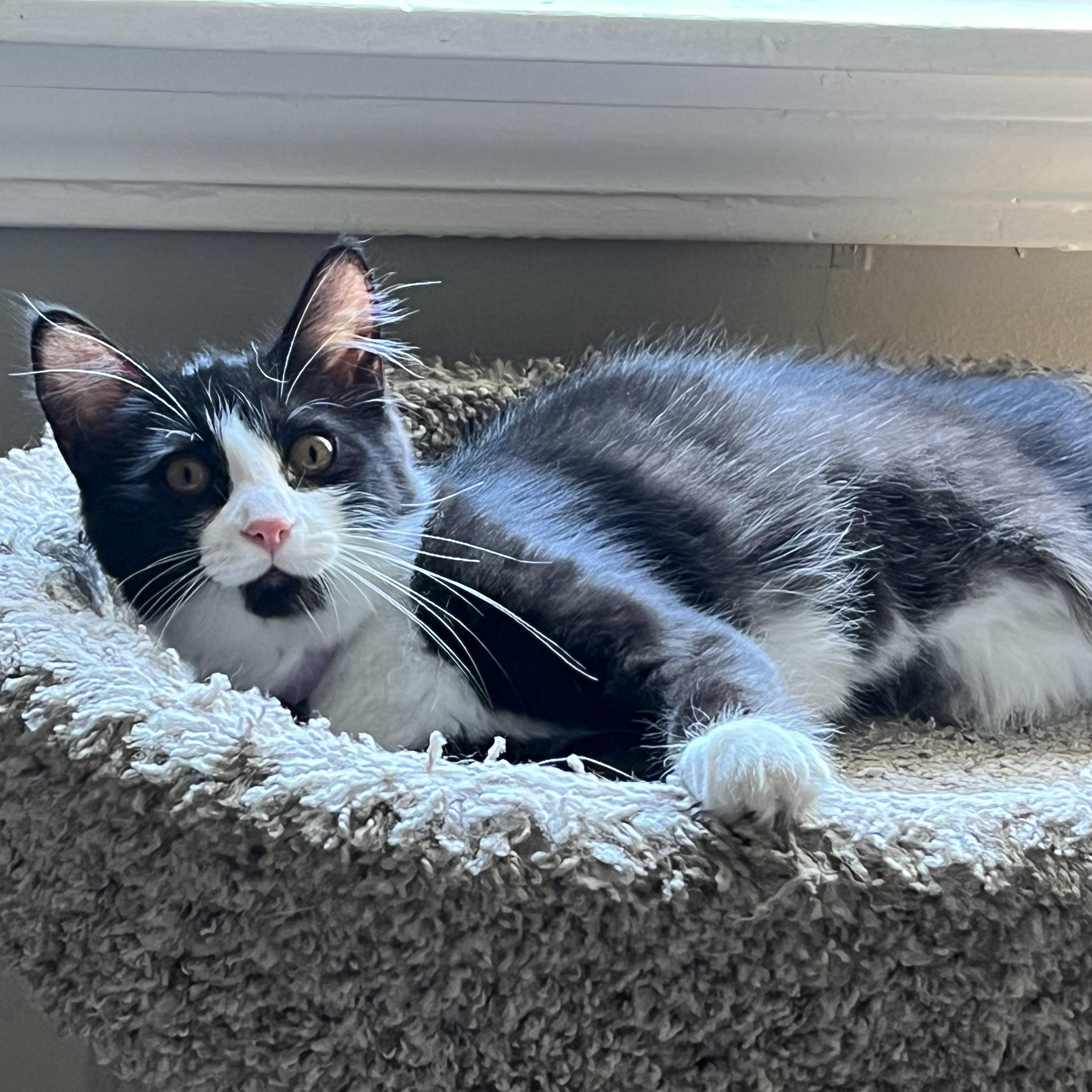 Enlarge Sprinkles, a Adoptable American Shorthair in Hull, MA image 2/5