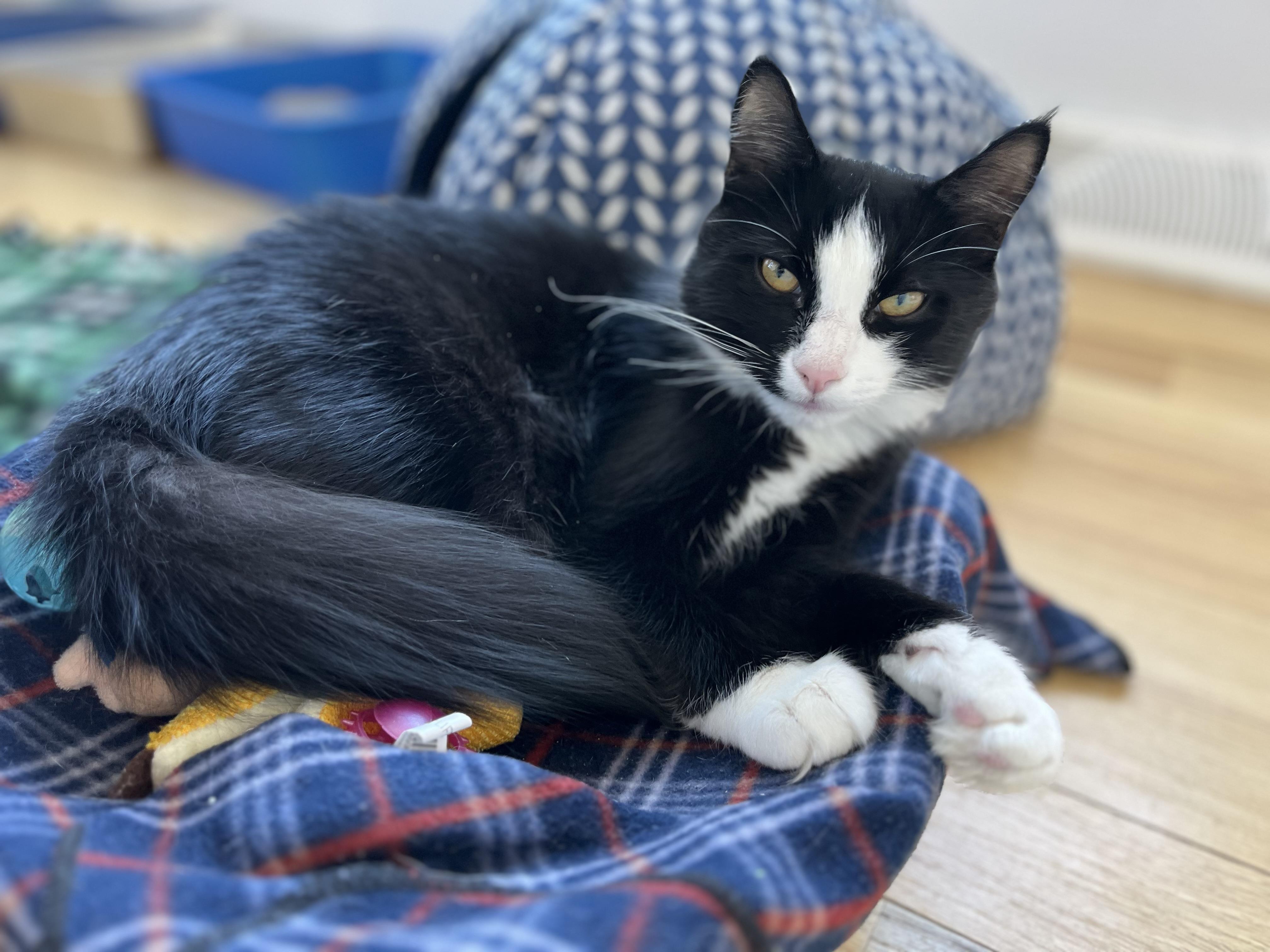 Enlarge Sprinkles, a Adoptable American Shorthair in Hull, MA image 5/5