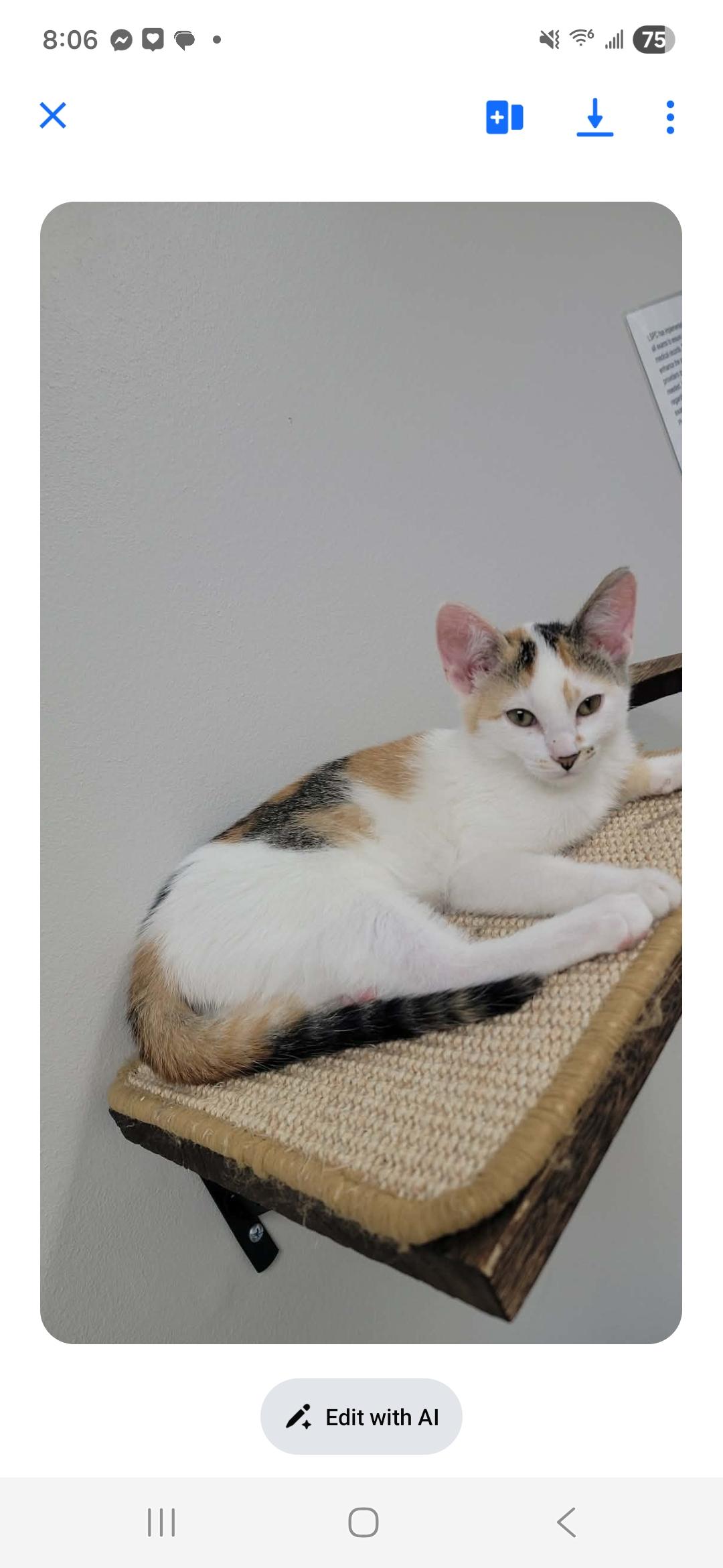 Enlarge Logan, a Adopted Domestic Short Hair in merrillville, IN image 2/3