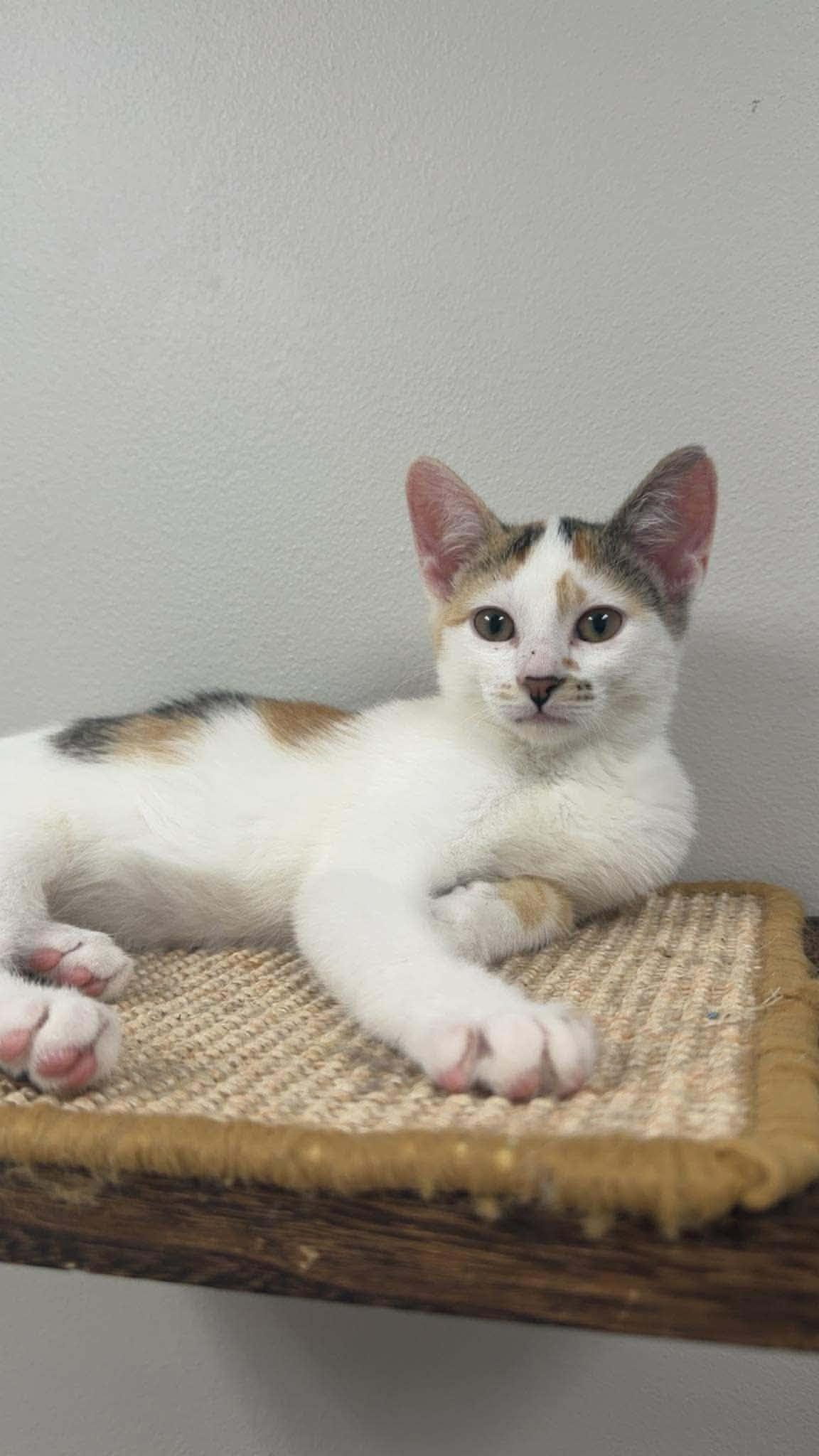 Enlarge Logan, a Adopted Domestic Short Hair in merrillville, IN image 3/3