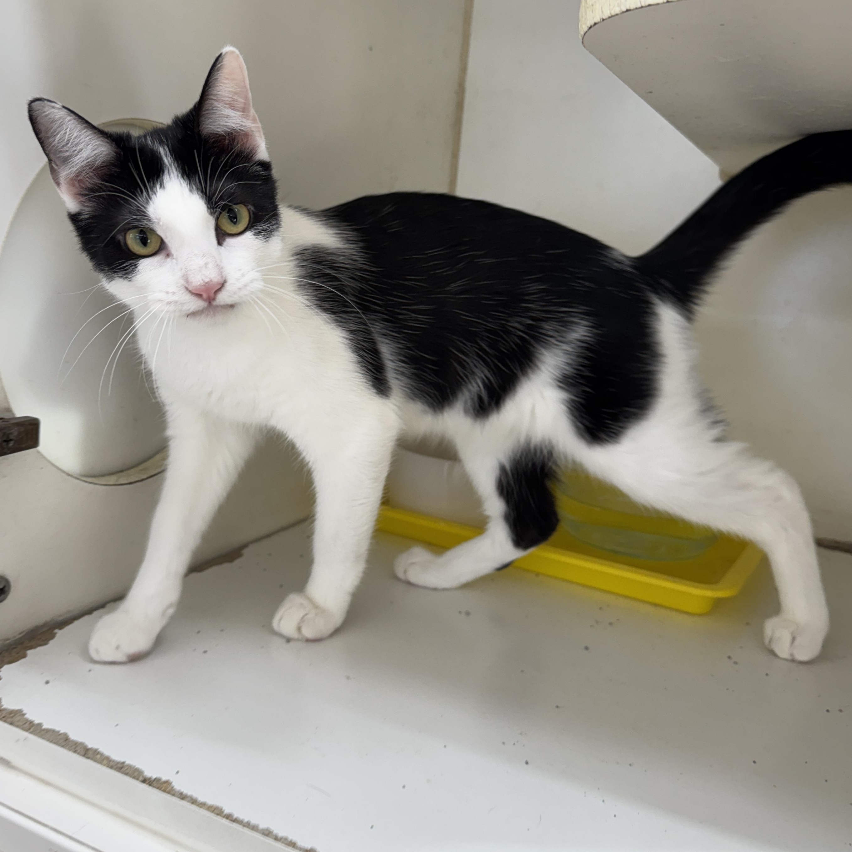 Enlarge Indie, a Adoptable Domestic Short Hair in Breese, IL image 2/3