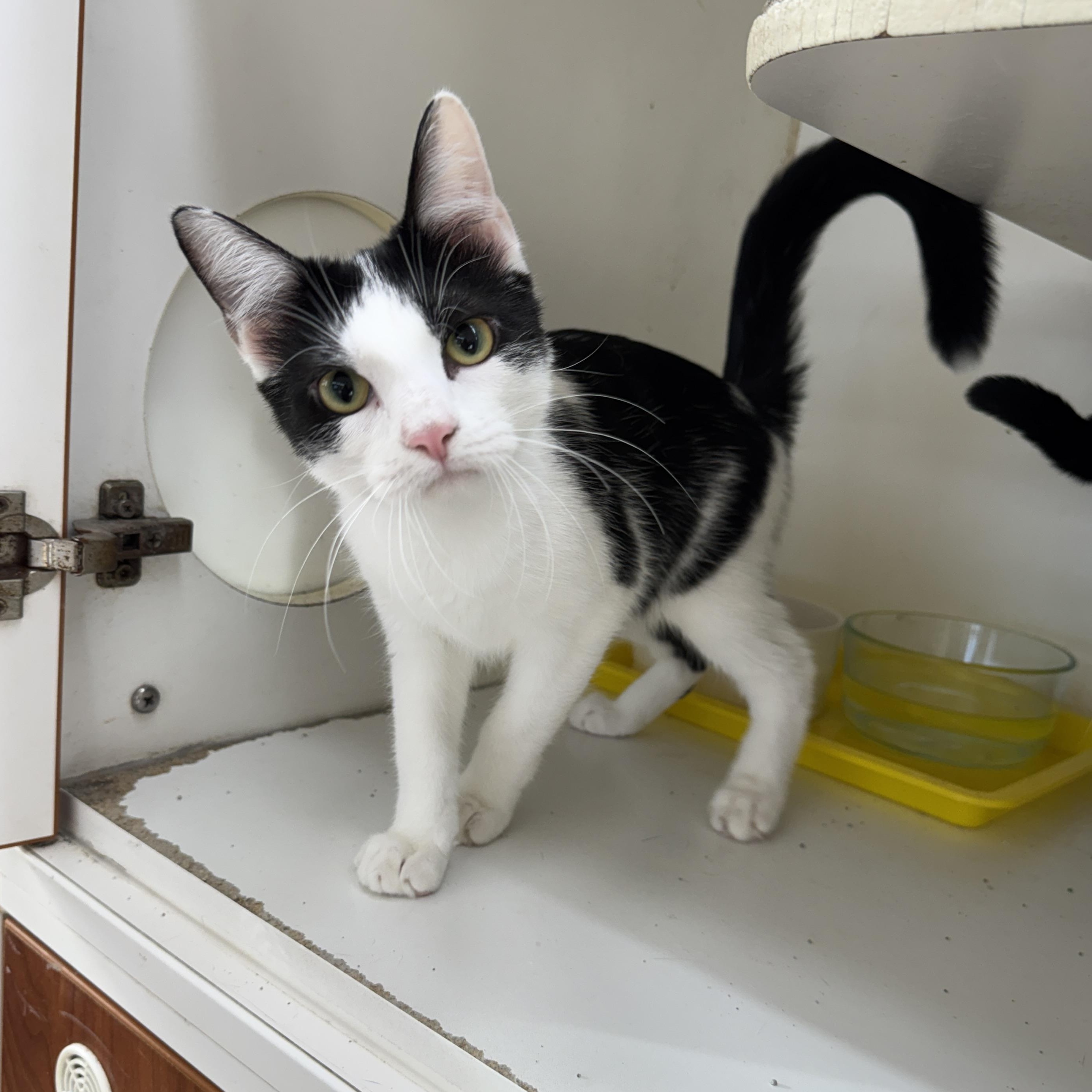 Enlarge Indie, a Adoptable Domestic Short Hair in Breese, IL image 3/3
