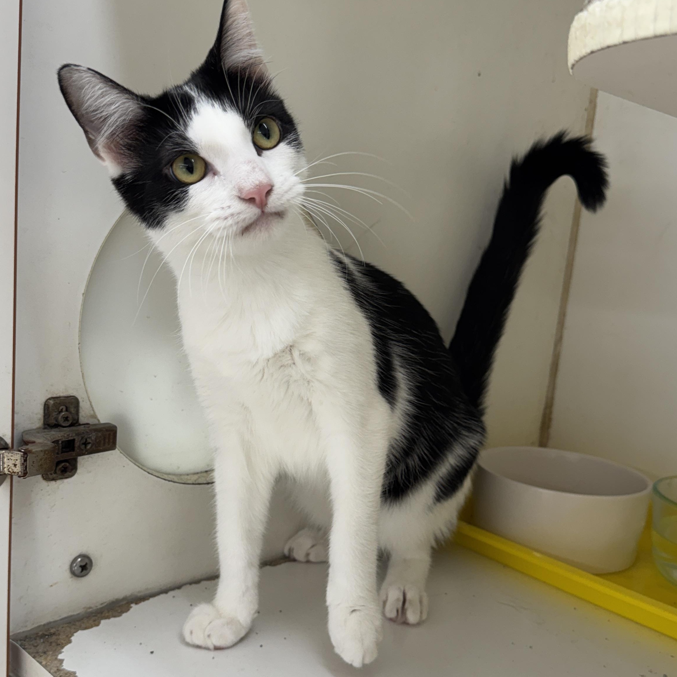 Indie, Adoptable, Young Male Domestic Short Hair.