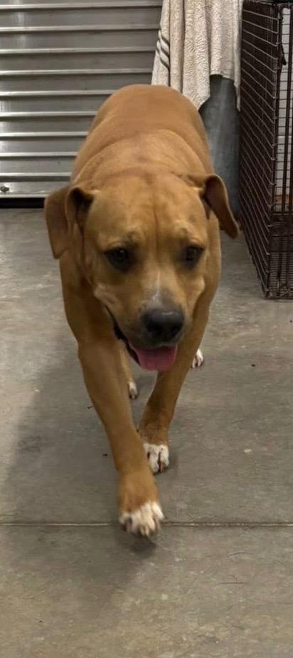 Enlarge Maeve, a Adoptable Pit Bull Terrier in Newcastle, OK image 1/2