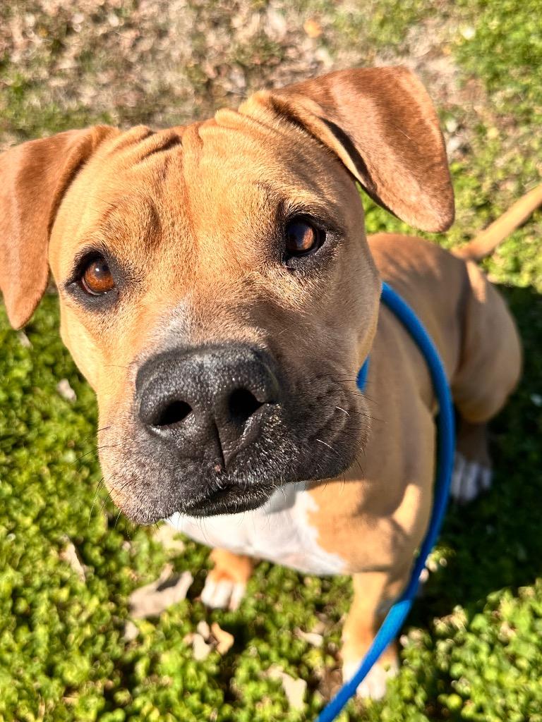 Enlarge Maeve, a Adoptable Pit Bull Terrier in Newcastle, OK image 1/3