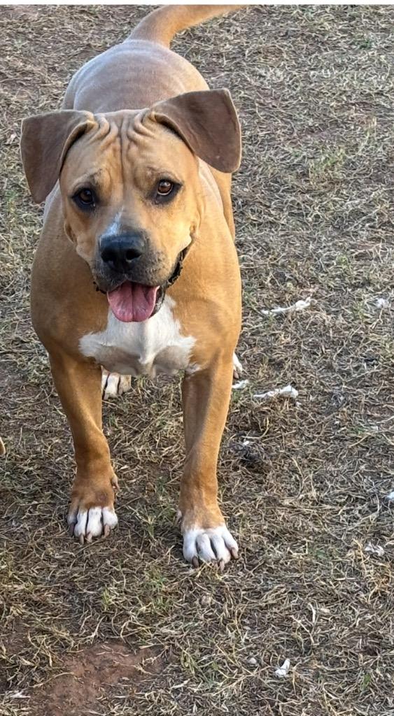 Enlarge Maeve, a Adoptable Pit Bull Terrier in Newcastle, OK image 2/2