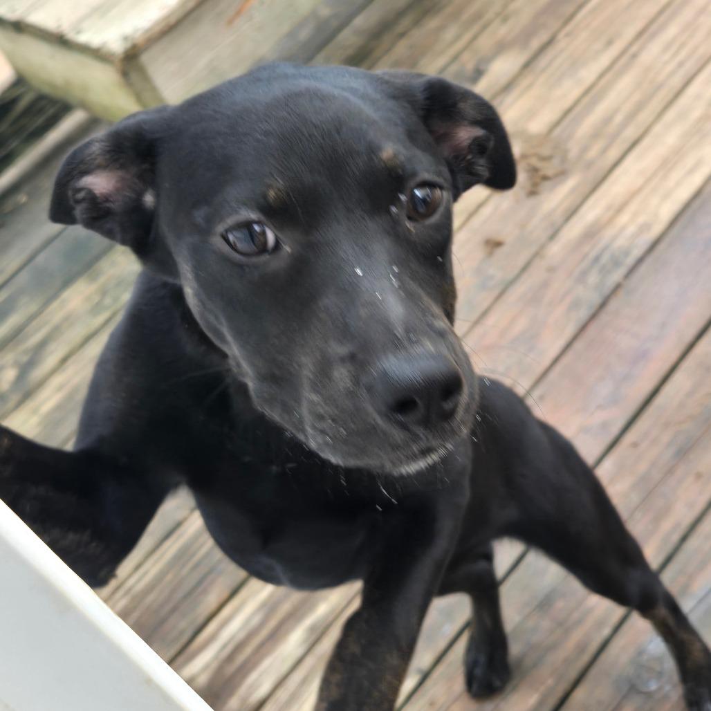 Biscuits, Adoptable, Young Female Black Labrador Retriever & Pit Bull Terrier.