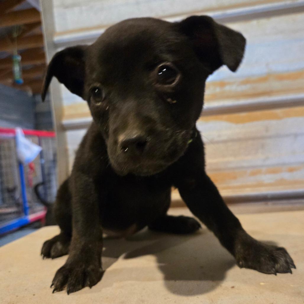 Enlarge Biscuits, a Adoptable mixed breed in Waggaman, LA image 2/4