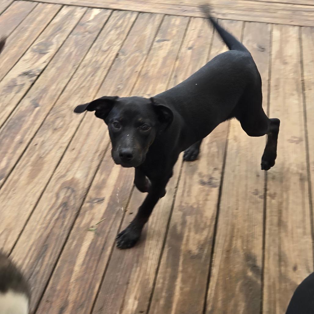 Enlarge Biscuits, a Adoptable mixed breed in Waggaman, LA image 3/4