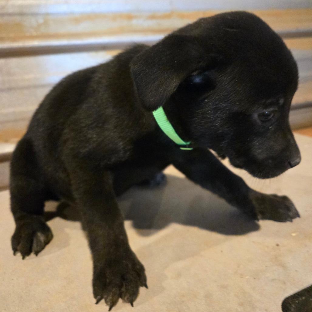Enlarge Biscuits, a Adoptable mixed breed in Waggaman, LA image 4/4