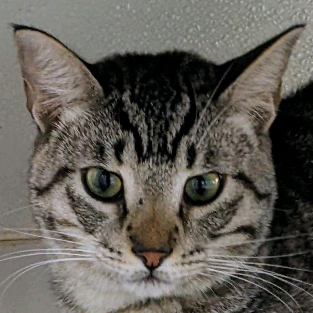 Zazu, Adoptable, Adult Male Domestic Short Hair.