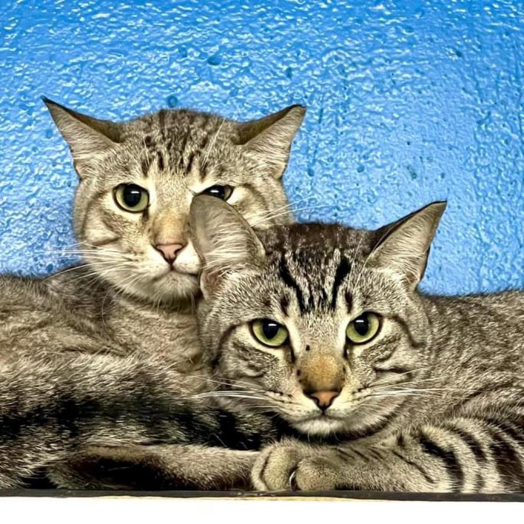 Enlarge Zazu, a Adoptable Domestic Short Hair in Sarasota, FL image 3/6