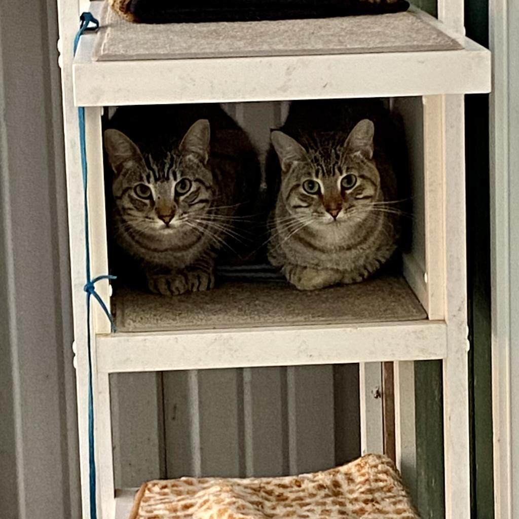 Enlarge Zazu, a Adoptable Domestic Short Hair in Sarasota, FL image 4/6