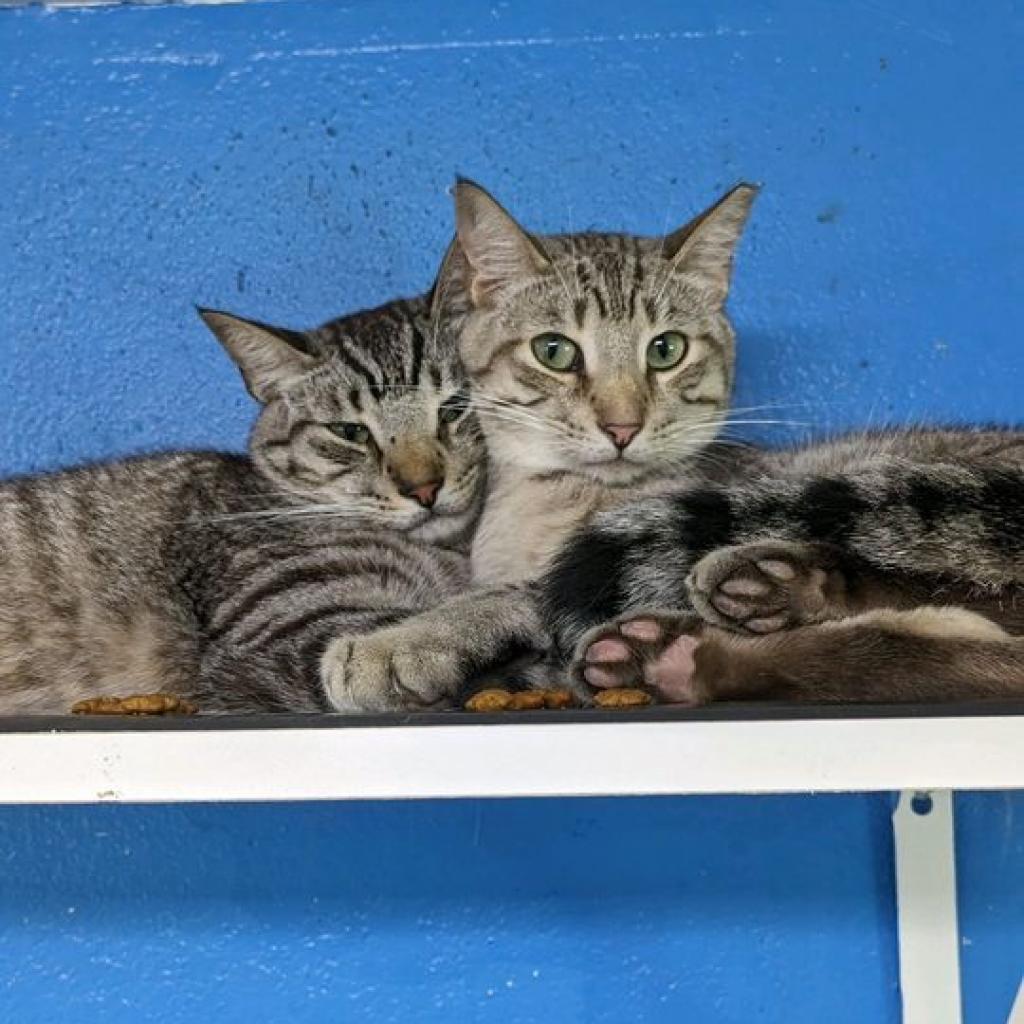 Enlarge Zazu, a Adoptable Domestic Short Hair in Sarasota, FL image 5/6