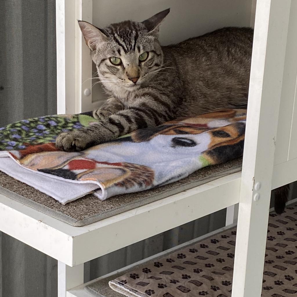 Enlarge Zazu, a Adoptable Domestic Short Hair in Sarasota, FL image 6/6