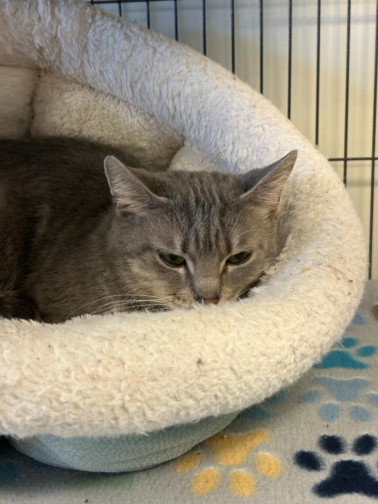 Aurora, Adoptable, Adult Female Domestic Short Hair.