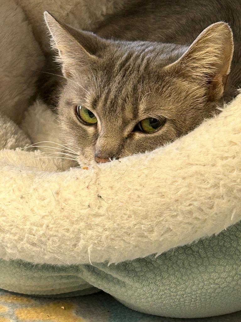 Aurora, Adoptable, Adult Female Domestic Short Hair.