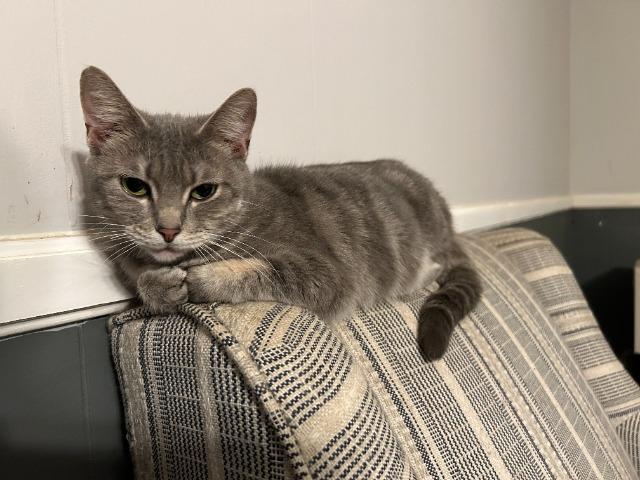 Enlarge Aurora, a Adoptable mixed breed in Blountville, TN image 3/6