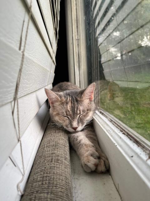 Aurora, a Adoptable mixed breed in Blountville, TN image 2/6