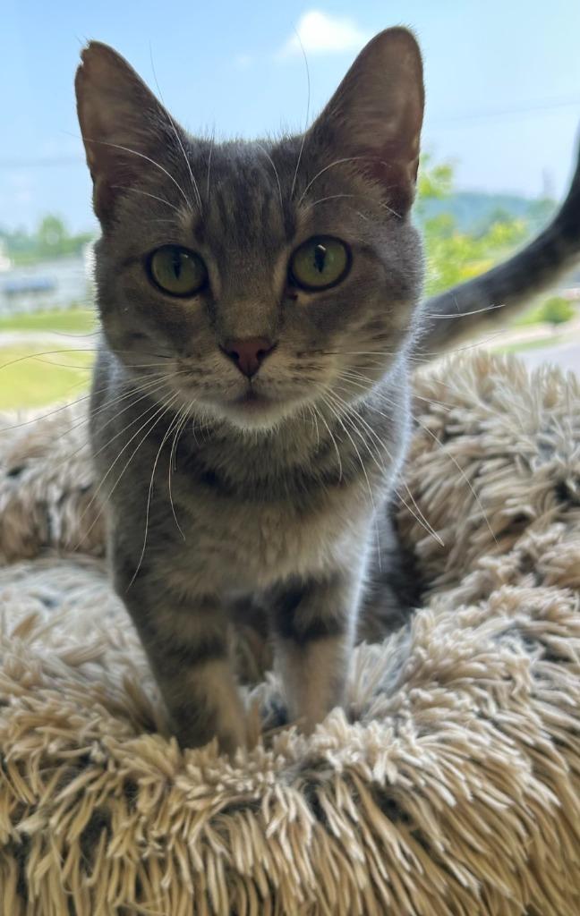 Enlarge Aurora, a Adoptable mixed breed in Blountville, TN image 4/6